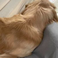 お手々を隠すそい君