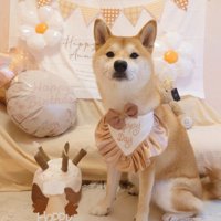 2歳になった柴犬