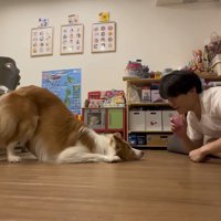 ふせの状態からお尻を上げる犬