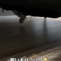 ソファの下で動く犬の足