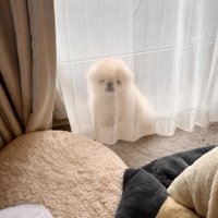 透けて