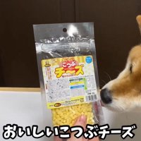 袋をなめる犬