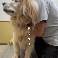 舌を出す犬