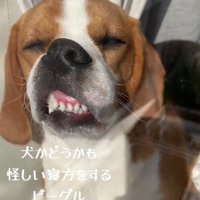 犬に見えない…！？