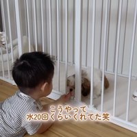 手のひらに水をすくって、子犬に差し出す男の子