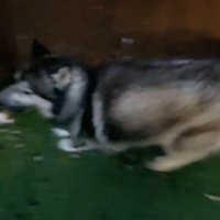 全速力で煽り！？