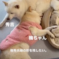 秀吉くんが、梅ちゃんの心の拠り所