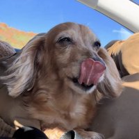 ペロッと舌を出す犬