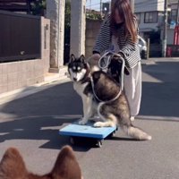 台車に乗ってる！！