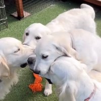 おもちゃをくわえる3匹の大型犬たち