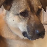 ふくすけ君のアップ