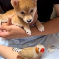 違う鳥にも興味があるワンコ