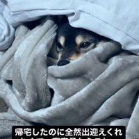布団にくるまる犬