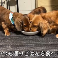いつも通り仲良くお食事