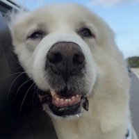 マイペースを貫くアクセルさん