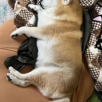 留守番