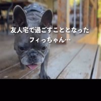 屋外を歩く犬