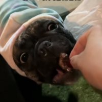 肉を食べる犬