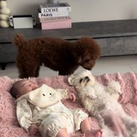 眠る赤ちゃんと小型犬兄妹