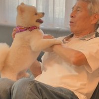 おじいちゃんに構ってほしい小型犬