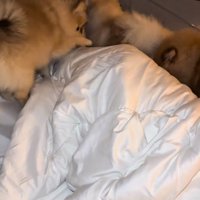 起こしてとお願いするママ