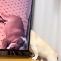 テレビの裏に入り込む犬