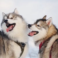 しらす君＆ほたて君