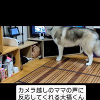 カメラに近づく犬1