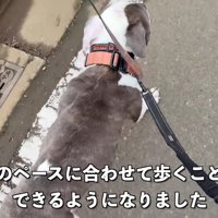 お散歩では強い力で引っ張り…
