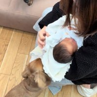 赤ちゃんとワンコ2匹の初対面8