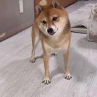 前足をパーに広げて…