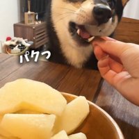 大好物の梨をパクっ♪