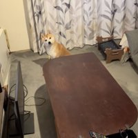 ししまるくんが何か伝えたそう…