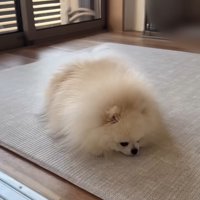 怒られたポテチくん7