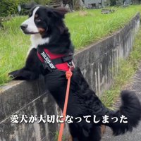 愛犬との時間のほうが大切