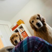 飼い主さんを心配する愛犬たち