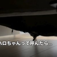 裂けた布からのぞく犬の毛