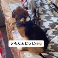 布団をかぶるおじいちゃん