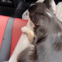 すずちゃんと赤ちゃん7