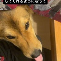 家族にくっついてくつろぐ犬