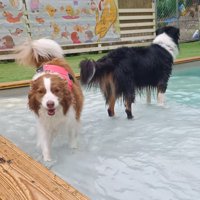 ドッグランのプールの中を歩くお姉ちゃん犬