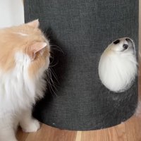 かくれんぼ開始