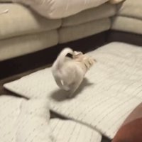 ソファへ駆け寄る犬