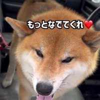 「もっとなでて♡」