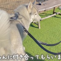 ドッグランの中で犬のリードを持つ女の子