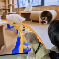 「レール走るなぁぁ」