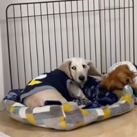 先輩犬と仲良しに