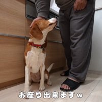 構ってほしくてお座り