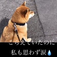 道の先を見る犬