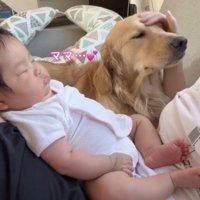 撫でられて目を閉じる犬